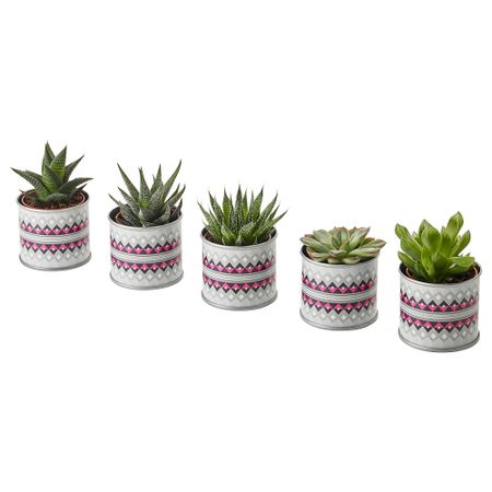 Комнатное растение в горшке СУККУЛЕНТЫ, различные растения серый/бежевый (6 см)