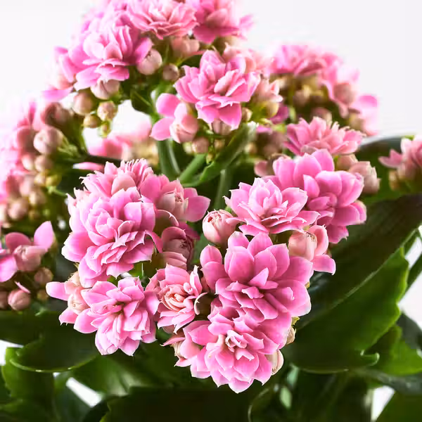 KALANCHOE Растение в горшке - Каланхоэ Блосфельда разные цвета 10.5 см - фото 5