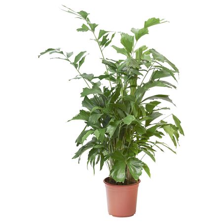 Растение в горшке, Пальма «рыбий хвост» 24 см IKEA CARYOTA КАРИОТА 205.158.47