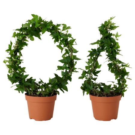 Растение в горшке HEDERA HELIX, Плющ различные растения (13 см)