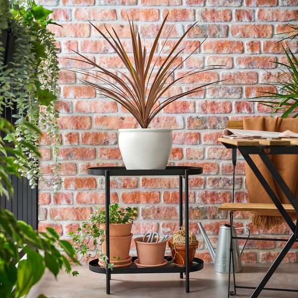 Растение в горшке IKEA CORDYLINE INDIVISA КОРДИЛИНА 306.041.31 - фото 2