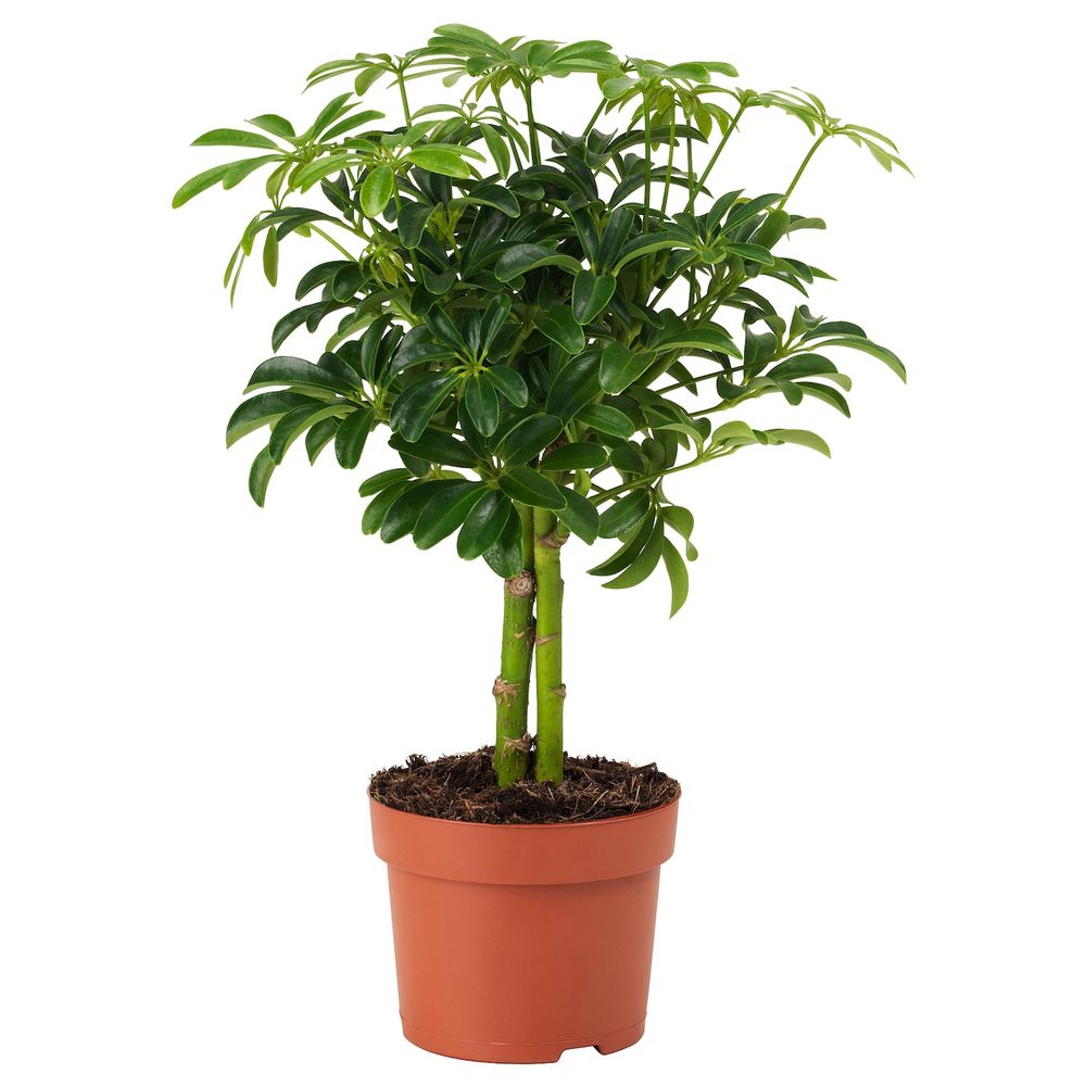 Растение в горшке, Шефлера древесная 12 см IKEA ШЕФФЛЕРА АРБОРИКОЛА 405.080.54 - фото 1