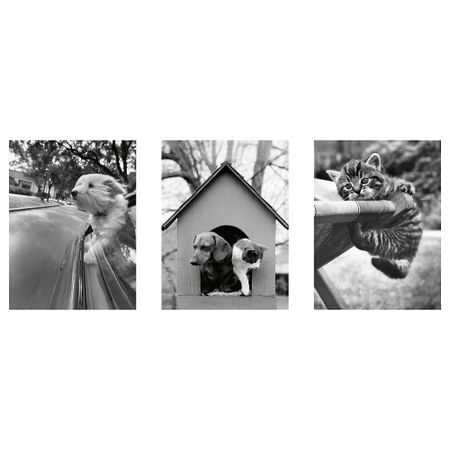 Постер, 30x40 см, Кошки и собаки IKEA DRÖMBILD ДРЁМБИЛЬД 904.361.68