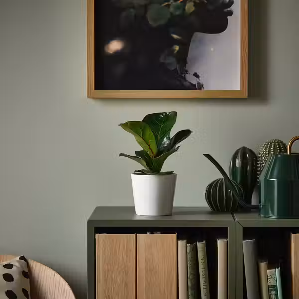 FICUS LYRATA BAMBINO Растение в горшке - фикус лировидный 9 см - фото 2