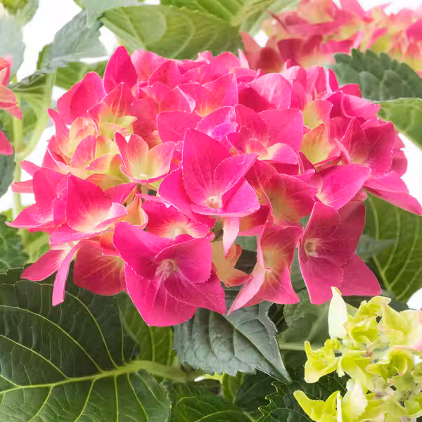 HYDRANGEA Растение в горшке - фото 4