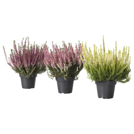 Растение в горшке, вереск, разные цвета, 13 см IKEA КАЛЛУНА 003.753.53