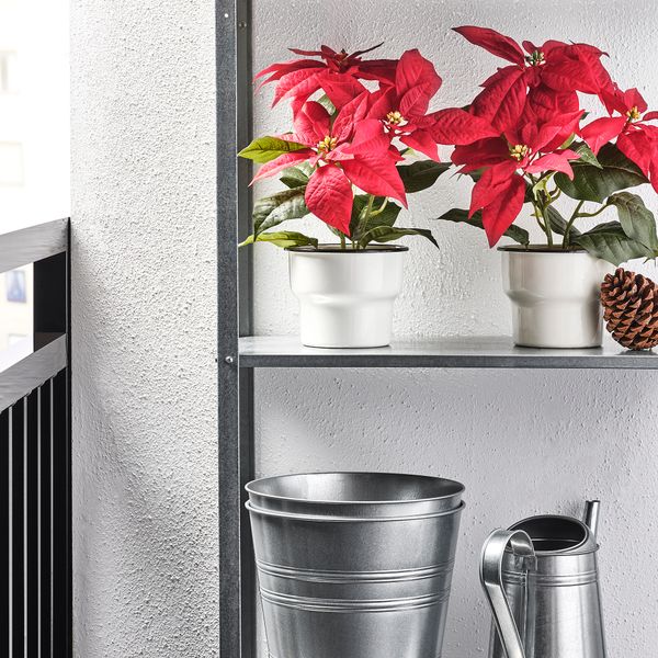 Искусственное растение в горшке IKEA VINTERFINT 905.869.16 - схема-чертеж с размерами