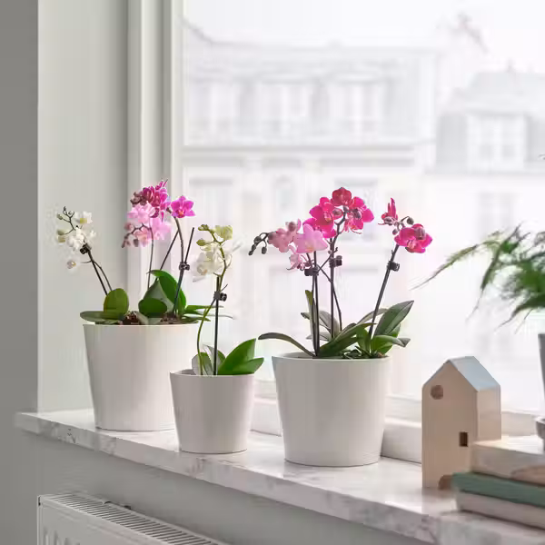 PHALAENOPSIS Растение в горшке - Орхидея разные цвета 6 см - фото 3