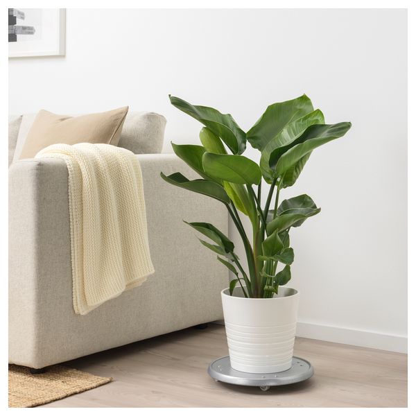 Растение в горшке СТРЕЛИЦИЯ, Стрелиция (19 см) - схема-чертеж с размерами