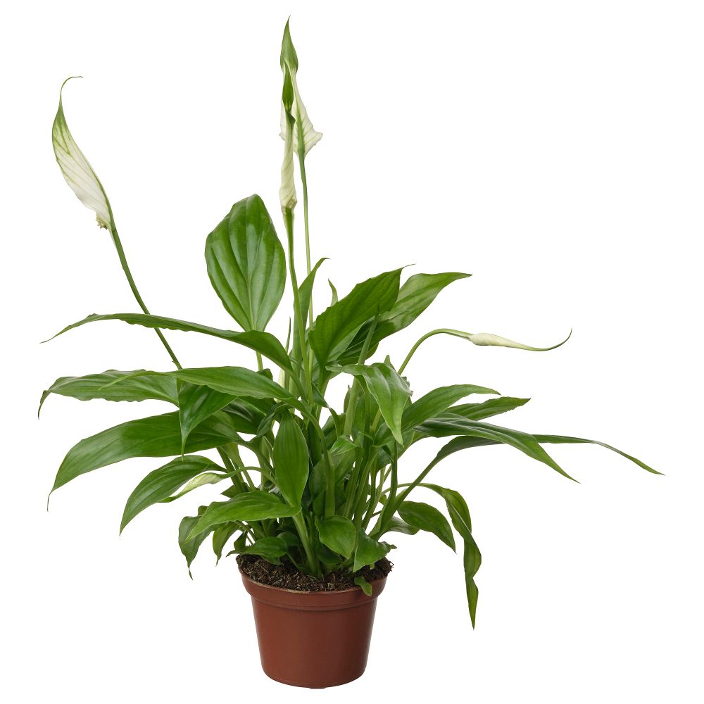Растение в горшке, Спатифиллум, 6 см IKEA SPATHIPHYLLUM СПАТИФИЛЛУМ 005.986.88 - фото 1