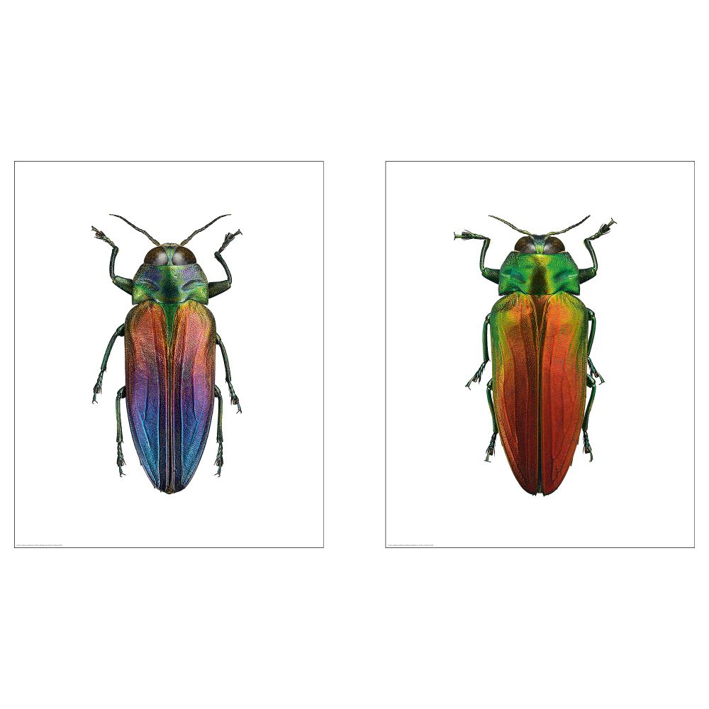 Постер БИЛЬД, Жуки (50x70 см) - фото 1