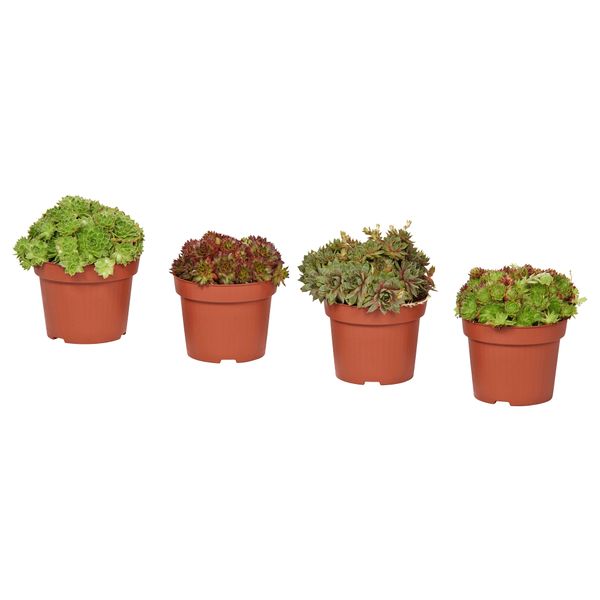Растение в горшке SEMPERVIVUM, Молодило, различные растения (12 см) - схема-чертеж с размерами