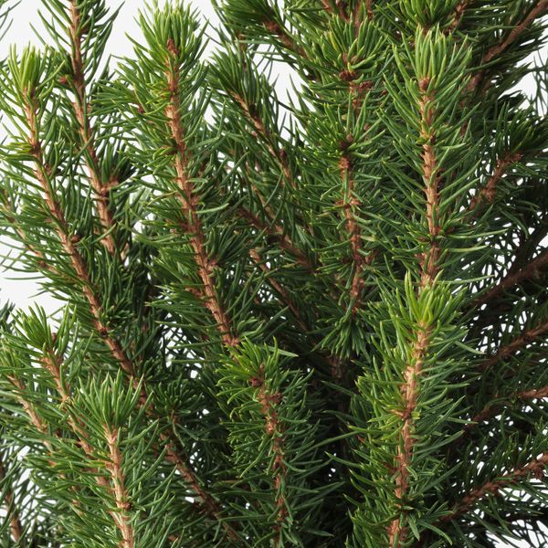 Растение в горшке, белая ель, 23 см IKEA PICEA GLAUCA CONICA 205.878.44 - схема-чертеж с размерами