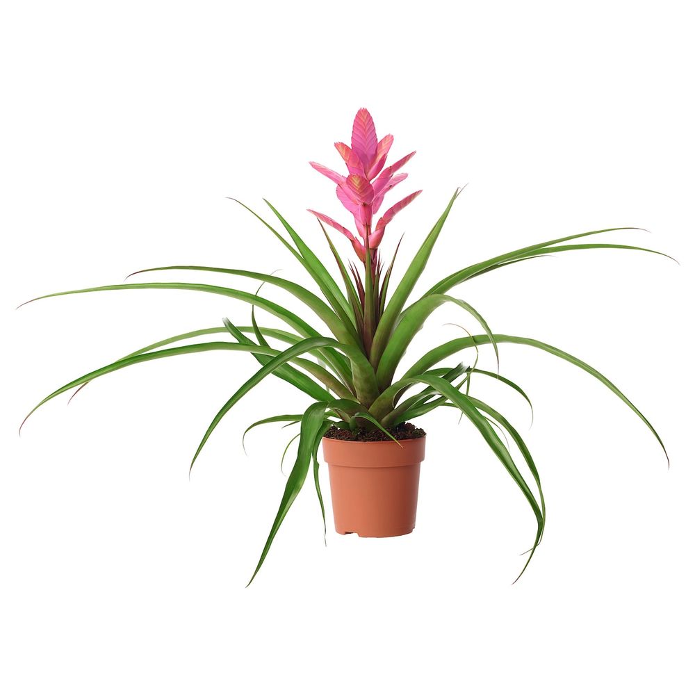 Растение в горшке, 12 см IKEA ТИЛЛАНДСИЯ 503.755.86 - фото 1