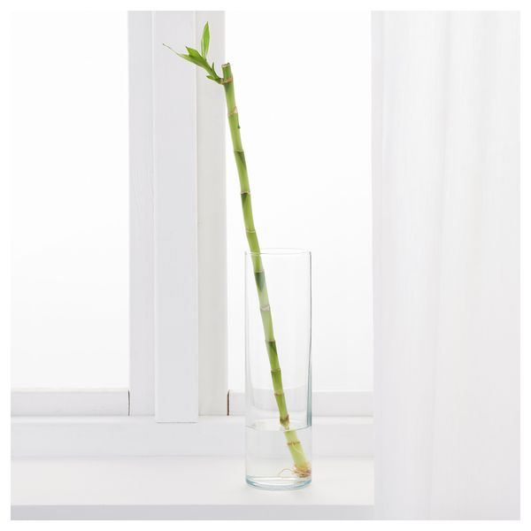 Растение DRACAENA, Драцена Сандера (50 см) - фото 2