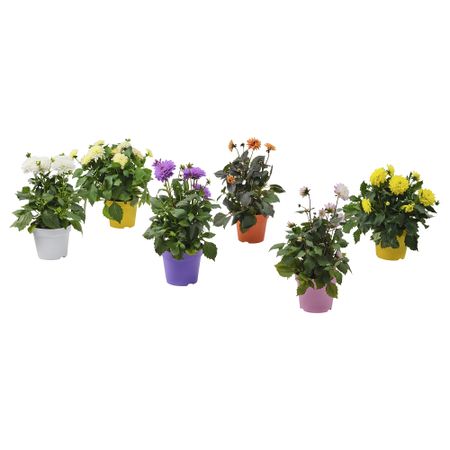 Растение в горшке, Георгин разные цвета, 17 см IKEA DAHLIA 305.923.88