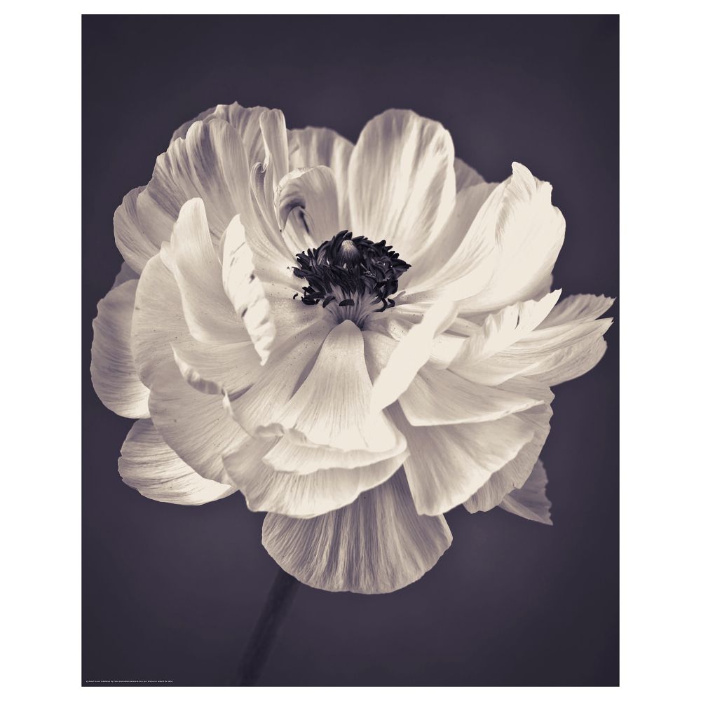 Постер, Лютик, 40x50 см IKEA DRÖMBILD ДРЁМБИЛЬД 304.420.68 - фото 1