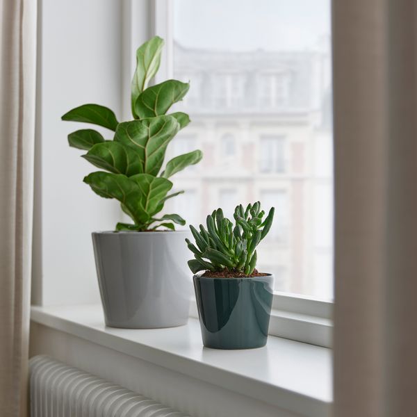 Кашпо, 9 см, для дома, улицы черно-зеленый IKEA SKOGSVINBÄR СКОГСВИНБЭР 805.436.92 - фото 4