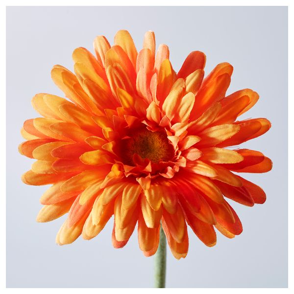 Цветок искусственный СМИККА, Гербера разные цвета (45 см) - схема-чертеж с размерами