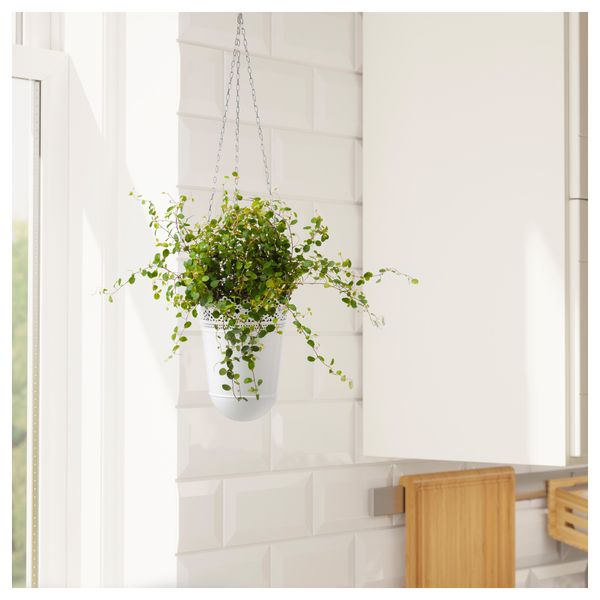 Растение в горшке MUEHLENBECKIA, Мюленбекия (12 см) - фото 2