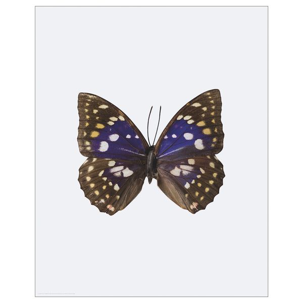 Постер БИЛЬД, Бабочка (40x50 см) - фото 1