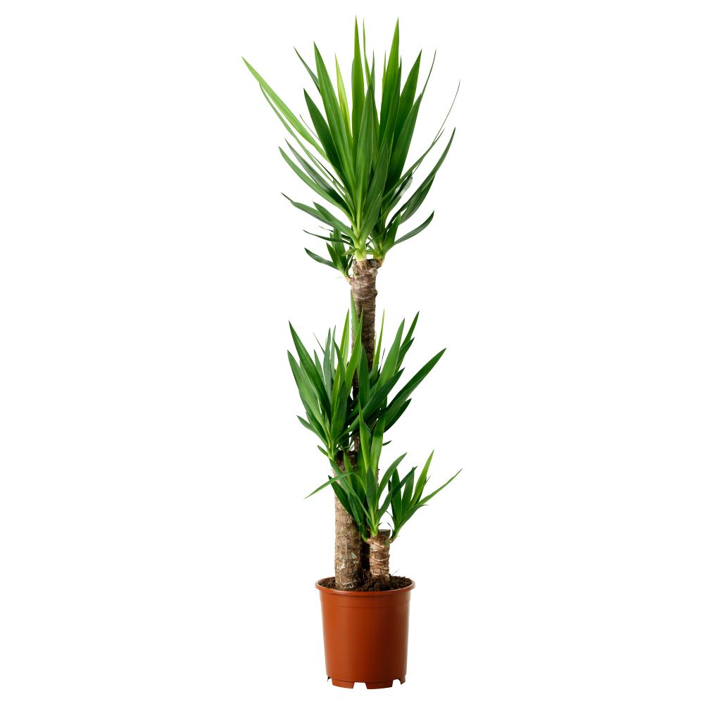 Растение в горшке YUCCA ELEPHANTIPES, Юкка слоновая, 3 стебля (24 см) - фото 1