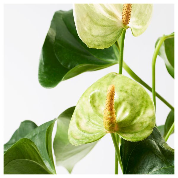 Растение в горшке ANTHURIUM, Антуриум (14 см) - схема-чертеж с размерами