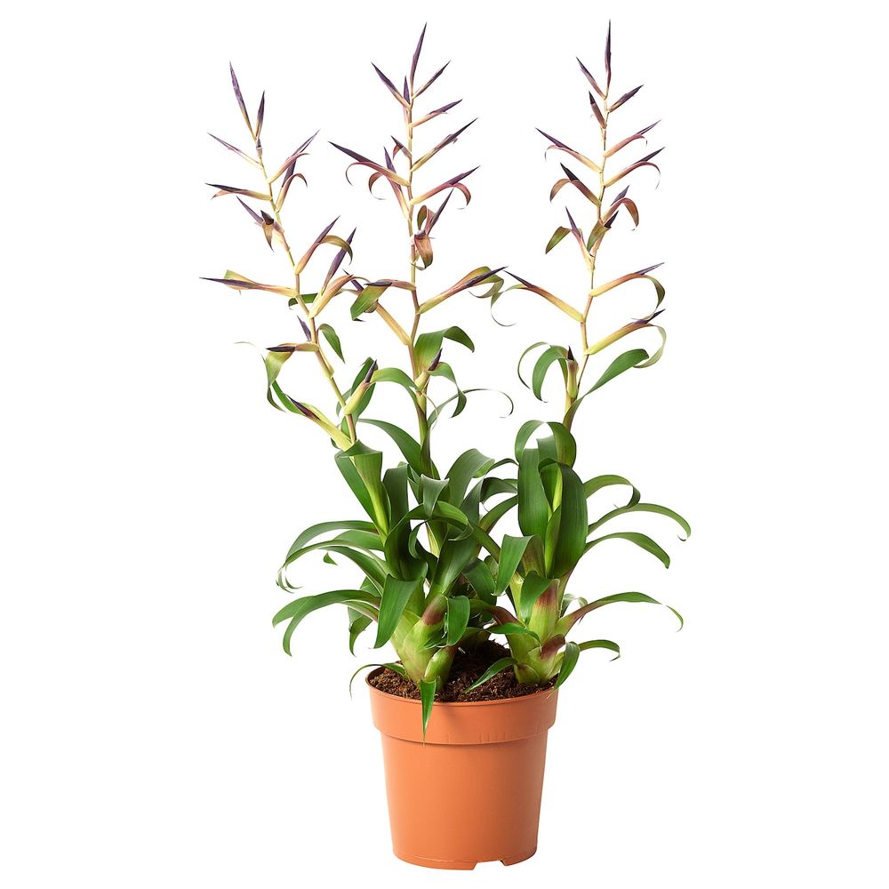 Растение в горшке 12 см IKEA TILLANDSIA LEIBOLDIANA ТИЛЛАНДСИЯ 504.934.05 - схема-чертеж с размерами