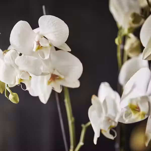 PHALAENOPSIS Растение в горшке - фото 5