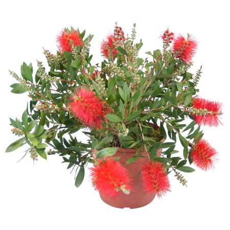 Растение в горшке CALLISTEMON CITRINUS, Каллистемон (17 см)