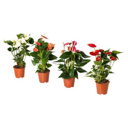 Растение в горшке, Антуриум 12 см IKEA ANTHURIUM АНТУРИУМ 004.449.07