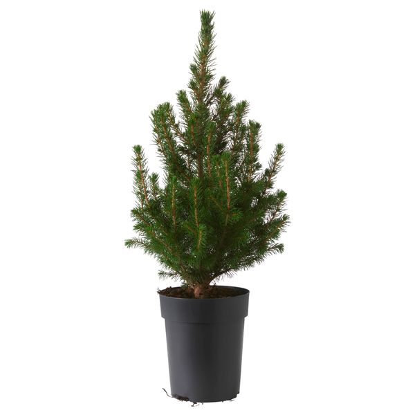 Растение в горшке PICEA GLAUCA CONICA, белая ель (15 см) - схема-чертеж с размерами