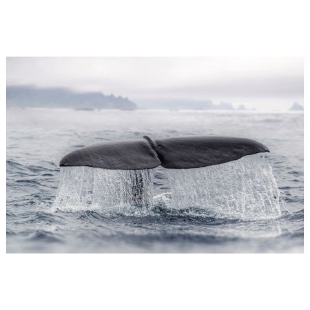 Холст, хвост кита, 118x78 см IKEA BJÖRKSTA БЬЁРКСТА 105.093.90