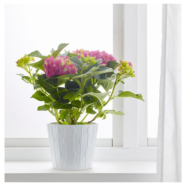 Растение в горшке, Гидрангея разные цвета, 15 см IKEA HYDRANGEA 405.930.85 - фото 2
