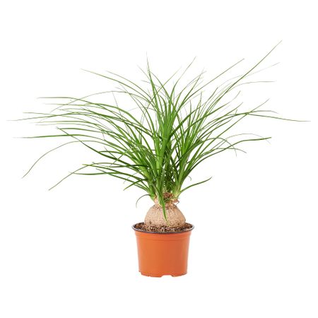 Растение в горшке, 12 см, Бокарнея IKEA BEAUCARNEA RECURVATA 605.264.10