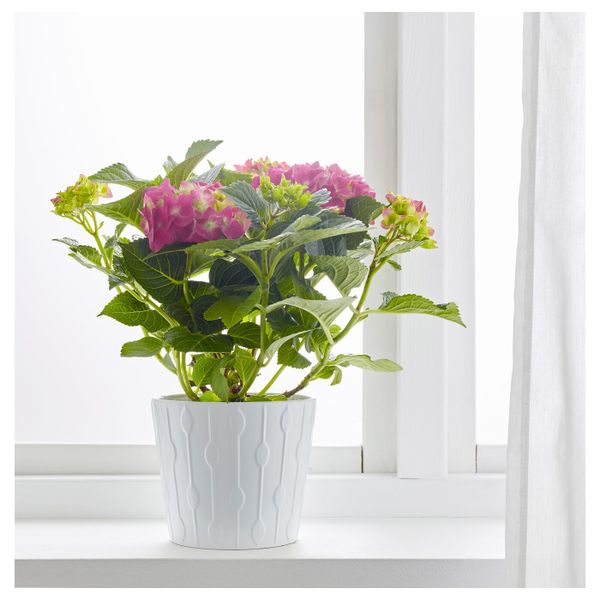 Растение в горшке, Гидрангея разные цвета 15 см IKEA HYDRANGEA ГОРТЕНЗИЯ 704.919.00 - фото 2