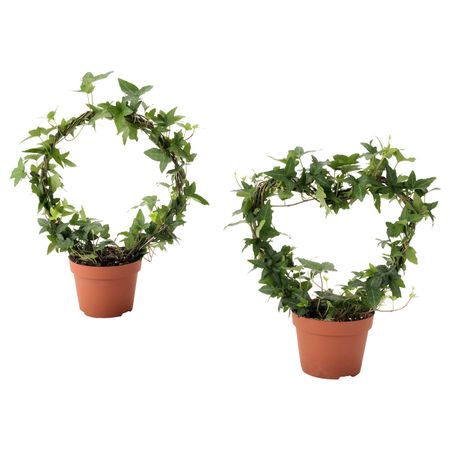 Растение в горшке, Плющ различные растения 13 см IKEA HEDERA HELIX ХЕДЕРА ХЕЛИКС 004.793.03