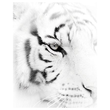 Постер, Бесстрашие, 40x50 см IKEA DRÖMBILD ДРЁМБИЛЬД 304.420.73