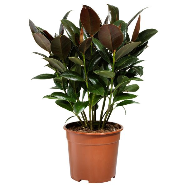 Растение в горшке FICUS ELASTICA, стебель (19 см) - схема-чертеж с размерами