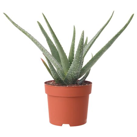 Растение в горшке 15 см IKEA ALOE VERA АЛОЭ ВЕРА 803.874.13