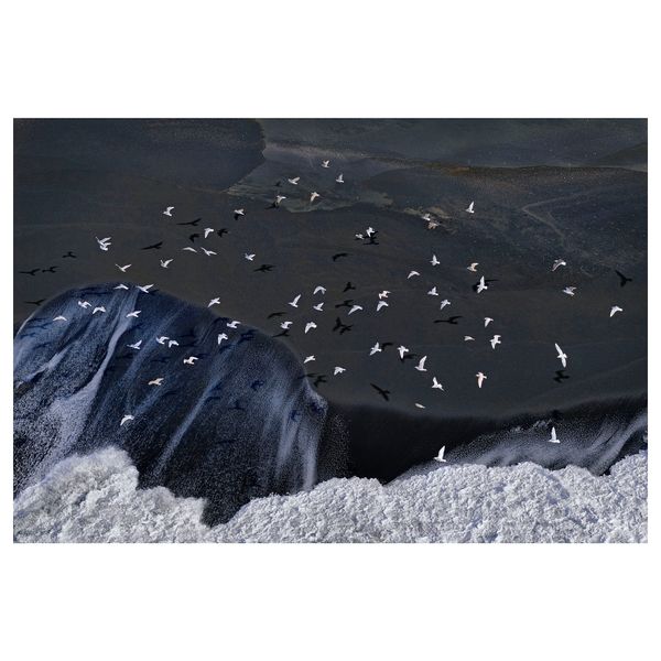 Постер НОРРХАССЕЛ, птицы (91x61 см) - фото 1