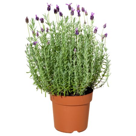 Растение в горшке, 15 см, лаванда IKEA LAVANDULA 405.746.33