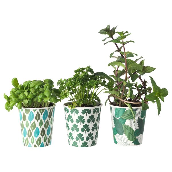 Набор для выращивания рассады ФРОЭР, травы кориандр петрушка, базилик мята перечная - фото 2