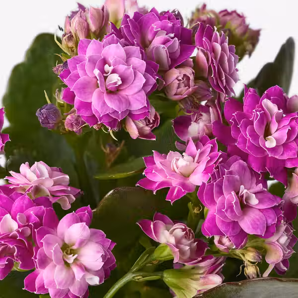 KALANCHOE Растение в горшке - Каланхоэ Блосфельда разные цвета 10.5 см - фото 4