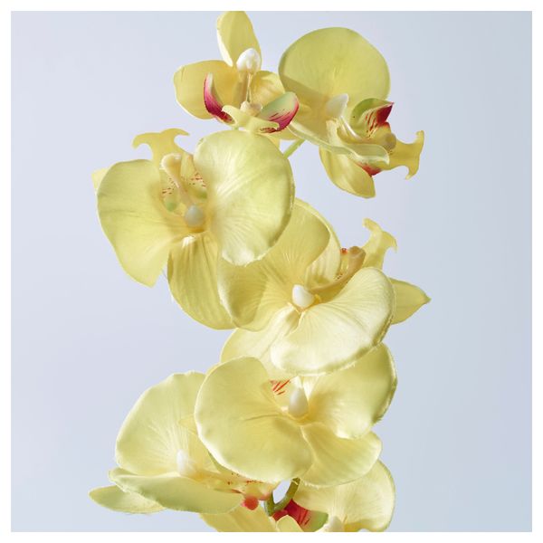 Цветок искусственный СМИККА, Орхидея разные цвета (43 см) - схема-чертеж с размерами