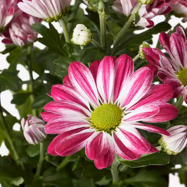 CHRYSANTHEMUM Растение в горшке - схема-чертеж с размерами