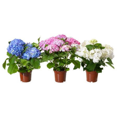 Растение в горшке HYDRANGEA, Гидрангея (15 см)