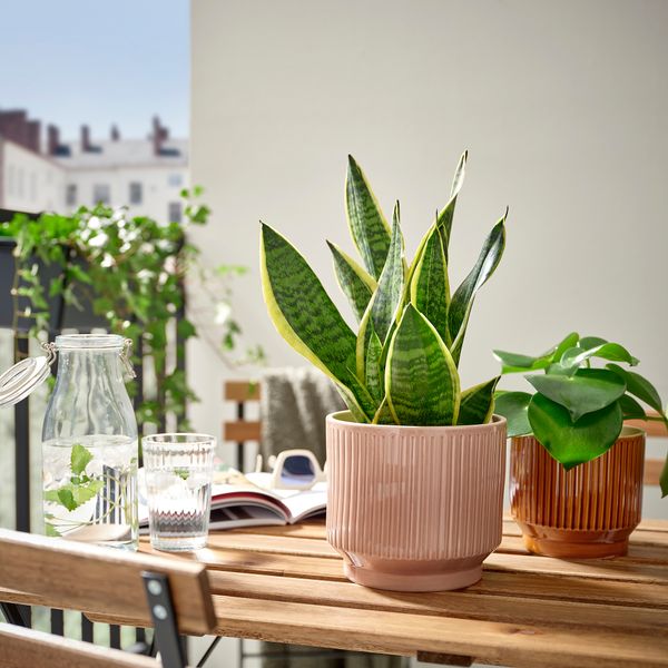 Кашпо, для дома, улицы, розовый, 15 см IKEA HONUNGSPALM 905.957.94 - фото 4