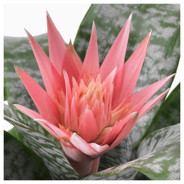 Растение в горшке AECHMEA, Эхмея (15 см) - схема-чертеж с размерами