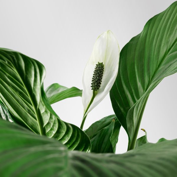 Растение в горшке, Спатифиллум 24 см IKEA SPATHIPHYLLUM СПАТИФИЛЛУМ 903.804.30 - фото 6